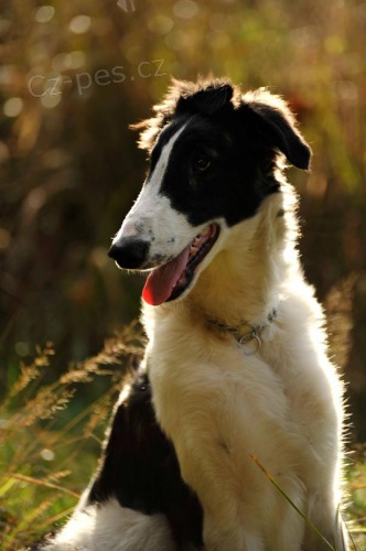 Posledn� �t��ata barzoje s PP