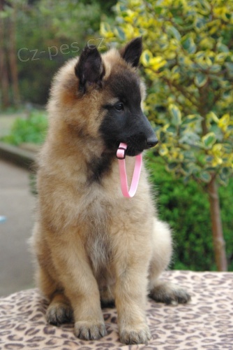 Belgick� ov��k Tervueren �t��ata s PP