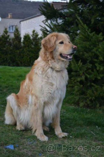 Nab�z�m �t��ata Hovawart s PP