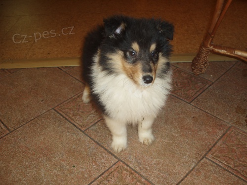 Kolie dlouhosrst� �t��ata s PP