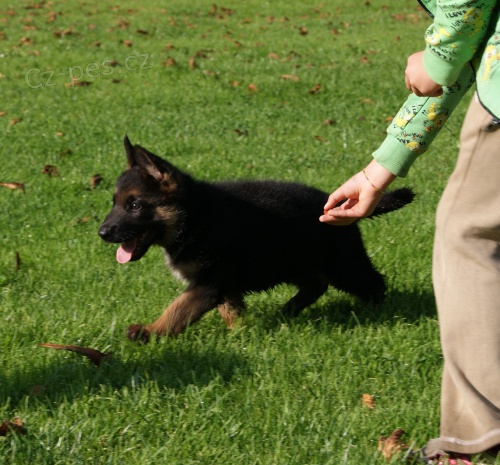 N�meck� ov��k - �t��ata s PP