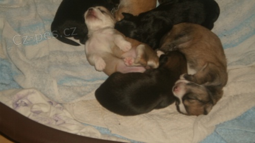 ��nsk� chocolat� pes