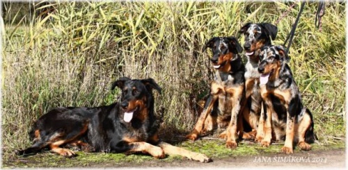 Beauceron- strakat� spole�n�k a ochr�nce s PP