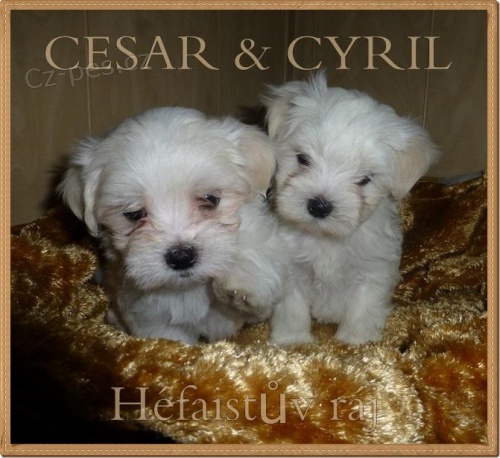 Malt�zsk� ps�k s PP