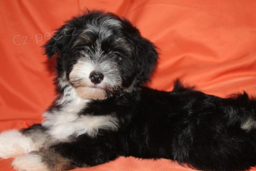 Havansk� ps�k (bi�onek)