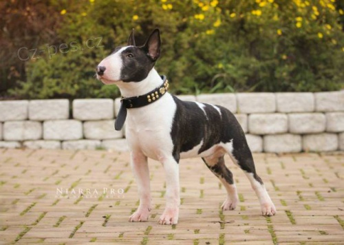Miniaturn� bullterrier