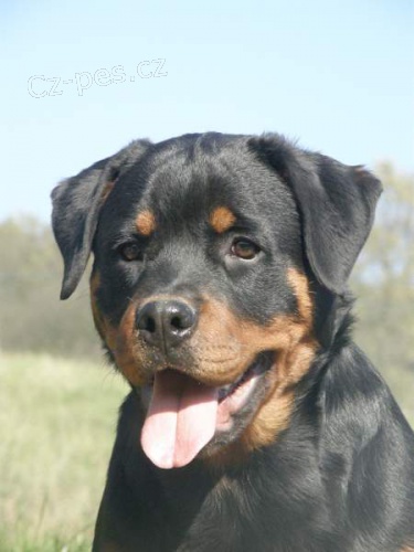 rottweiler - 1/2 ro�n� fena s pp