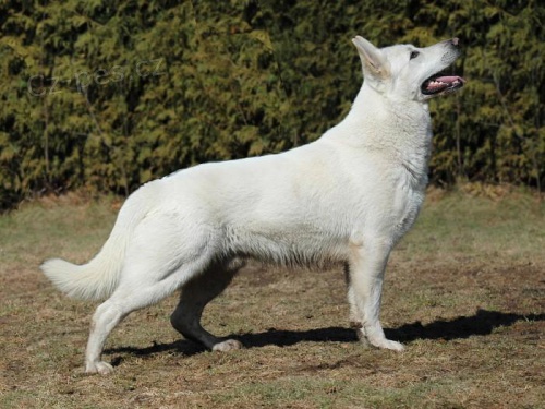 B�l� �v�carsk� ov��k s PP