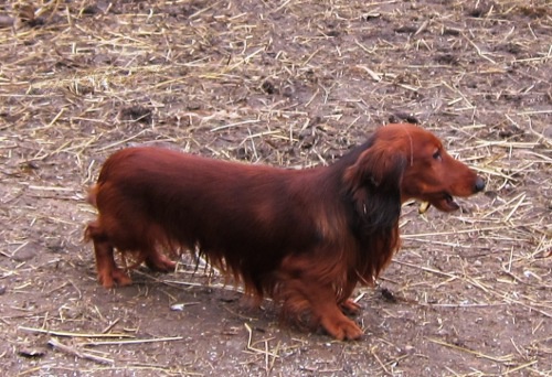 Miniaturn� jezev��k