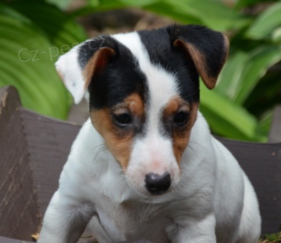 jack russell terier