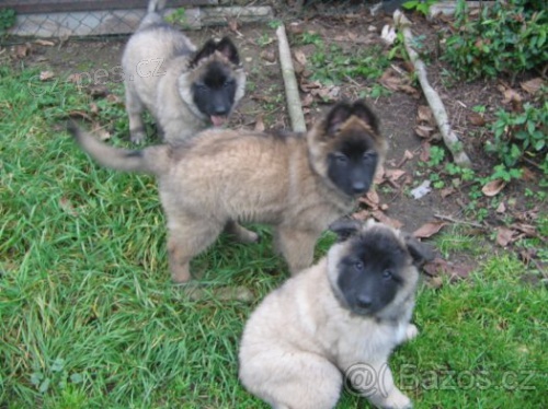 Belgick� ov��k s PP