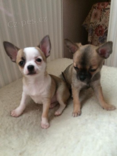 �ivava kr�tkosrst� bez PP