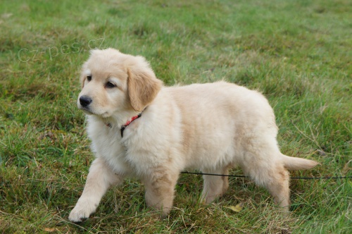 Hovawart  �t�n� s PP