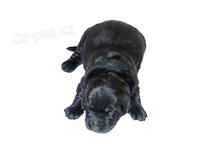 �t��ata Hovawarta