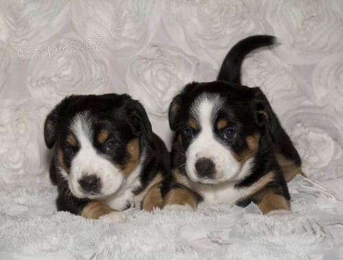 Entlebu�sk� sala�nick� pes