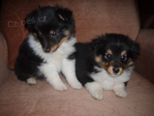 �eltie z Vesni�ky u hranic, rozko�n� kluci