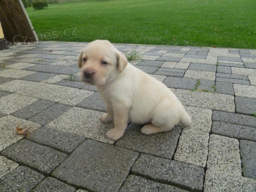 Prod�m �t��ata Labradorsk�ho retr.