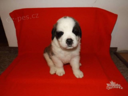 �t���tka - Svatobernardsk� pes