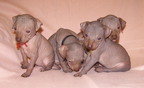 Peru�nsk� nah��  s PP