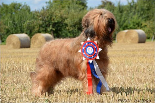 Briard �t�n�tka - kennel DALIDO