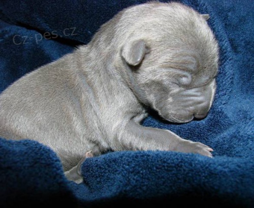 Thajsk� ridgeback - modr� a �ern� �t���tka