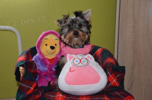 Jork��rsk� terier - �t���tko