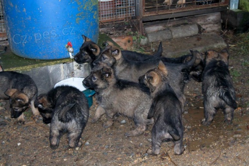 �t��ata n�meck�ho ov��ka