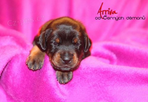 �t��ata dobrmana s PP �ern� a hn�d�, odb�r 12/2014