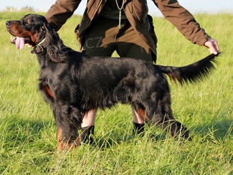 �t��ata Gordonsetr