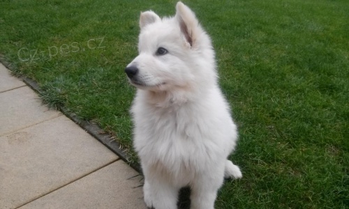 B�l� �v�carsk� ov��k