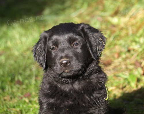 �t�n� hovawart - �ern� pejsek