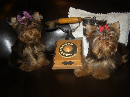 Barevn� varianty jork��rk� s PP