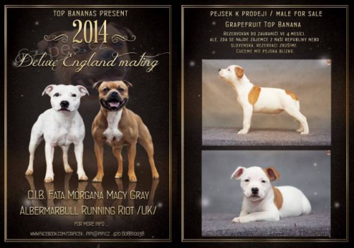 Staford��rsk� bulteri�r