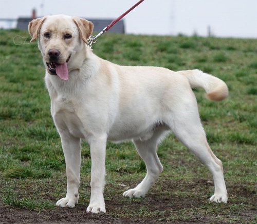 �lut� pejsek labrador