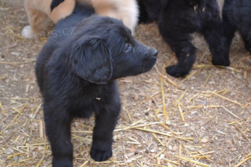 �t�n�tka Hovawart