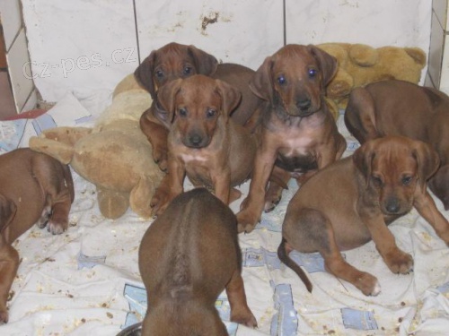 Rhod�zsk� ridgeback