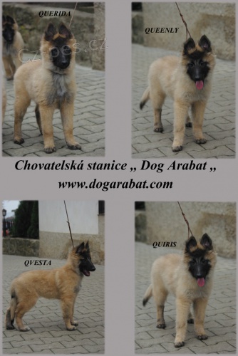 Belgick� ov��k Tervueren �t��ata s PP