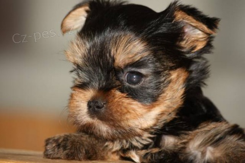 Jork��rsk� teri�r