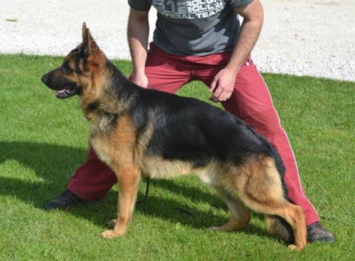 Pred�m nemeck�ho ov�iaka