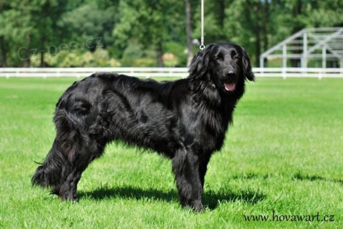 �t��ata hovawarta s pr�kazem p�vodu