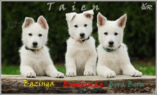 B�l� �v�carsk� ov��k