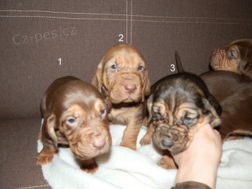 Kr�sn� �t��ata