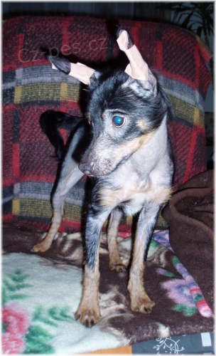 Peru�nsk� nah�� s PP