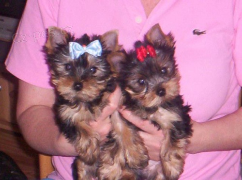 Jork��rsk� teri�r s PP