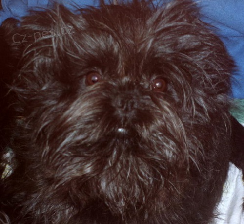 �t��ata opi��ho pin�e