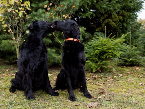 FLAT COATED RETRIEVER - �ERN� �T��ATA
