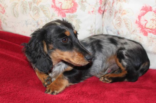 Jezev��k dlouhosrst�