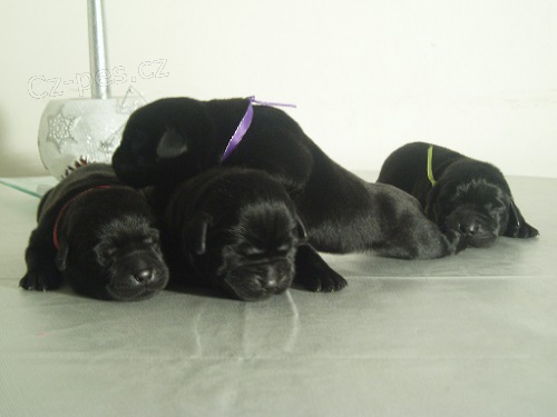 Labradorsk� retr�vr-�ern� �t�n�tka s PP