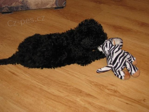 Barevn� bolo�sk� ps�k - �t�n� s PP