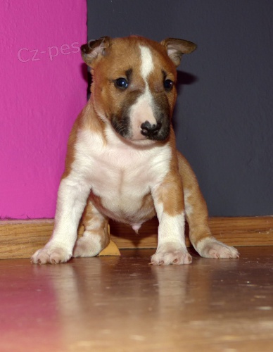 Mini bulterier - �t�nata na prodej